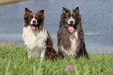 BORDER COLLIE 726